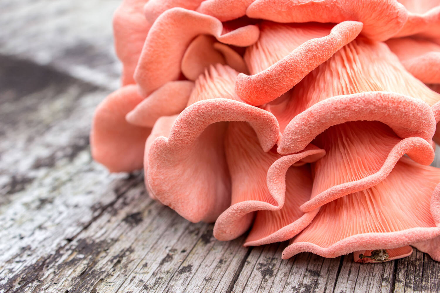 Roze Oesterzwam kist 1 kilogram 2